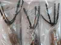 Саженцы роз (вьющиеся и плетистые ). Сербия, фотография 4