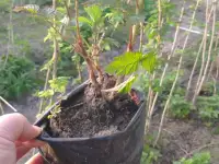Продам саженцы малины, фотография 2