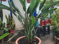 Продам королевскую Стрелицию, фотография 2