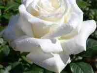 Саженцы, фотография 5