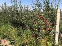 Продаю фазенду сад всеми удобствами, Предгорье, фотография 5