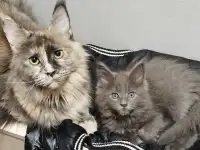 Мейн Кун девочка, фотография 2