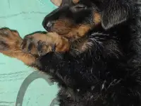 Щенки Босероны, фотография 3