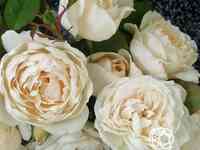 Роза глиндебурн, харкнесс