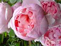 Роза бразе кадфаэль, д.остин кустарниковая