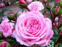 Роза хоум энд гарден, кордес