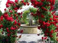 Роза амадеус, кордес