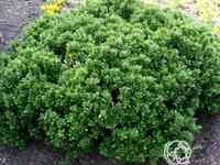 Барбарис нана самшитолистный