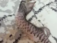 Велюровые, донские красавцы сфинксы, ждут своих хозяев!!!, фотография 6