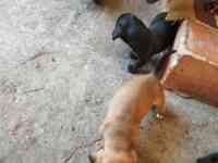 Продаются щенки стандартной гладкошерстной таксы, фотография 4