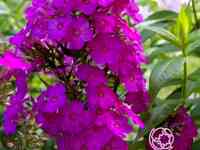 Флокс метельчатый Далила