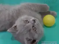 Британские котята, фотография 8