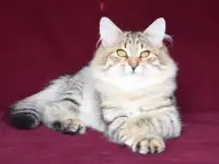 Питомник сибирских кошекFrosty Amulet.