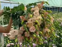 Тюльпаны оптом, фотография 7