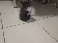 Отдам даром котят., фотография 6