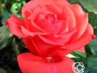 Роза хольштайнперл чайно-гибридная, топалович