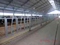 Стойловое оборудование для беспривязного содержания КРС, фотография 2