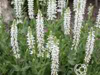 Шалфей (сальвия) дубравный Шнеехугель