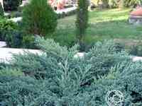 Можжевельник чешуйчатый блу карпет