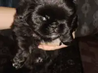 продам щенят пикинесы 1 мальчик 1 девочка рожденые 28 в ночь на 29 июля, фотография 2