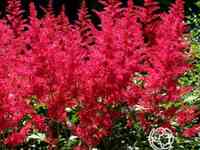 Астильба арендса Бургунди Ред