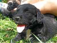 Отдам щенят, фотография 6