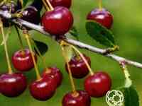 Вишня горьковская