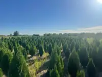 Саженцы Туя Можевельник Карагач., фотография 4