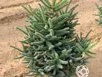 Пихта испанская глаука.