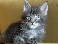 Котята мейн кун из питомника, фотография 5