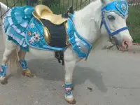 пони на Детский праздник, фотография 3