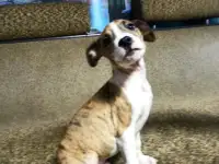 Продажа Американский Стаффордширский терьер, фотография 7