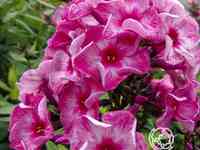 Флокс метельчатый Феррис Уил