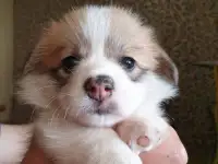 Продам щенков вельш корги пемброк, фотография 4