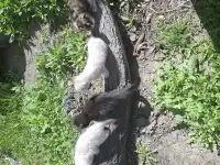 Отдадим котят в добрые руки, фотография 6