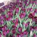 Голландские тюльпаны более 15 расцветок