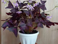 Цветок оксалис, фотография 2