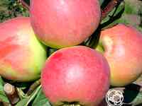 Яблоня успенское с/п