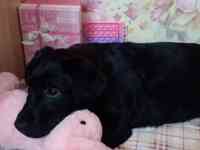 Продам щенков лабрадора ретривера, фотография 4