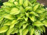 Хоста Альбопикта(M)
