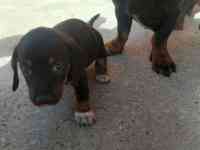 Продаются щенки стандартной гладкошерстной таксы, фотография 3