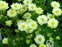 Купальница чеддер