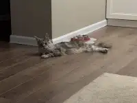 Мейн-Кун для вязки, фотография 4