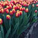 Тюльпаны оптом к 8 марта, фотография 6