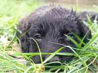 Отдам щенят, фотография 3