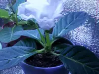 Продам цветы дешево, фотография 3