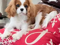 Профессиональный питомник ANGEL MECHTY., фотография 11