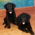 Продам щенков лабрадора черного окраса, фотография 10