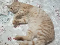 Продам кота, фотография 3