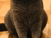 Шотландский прямоухий кот на вязку, фотография 3